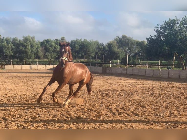 Hispano árabe Mestizo Caballo castrado 14 años 162 cm Alazán in Campos