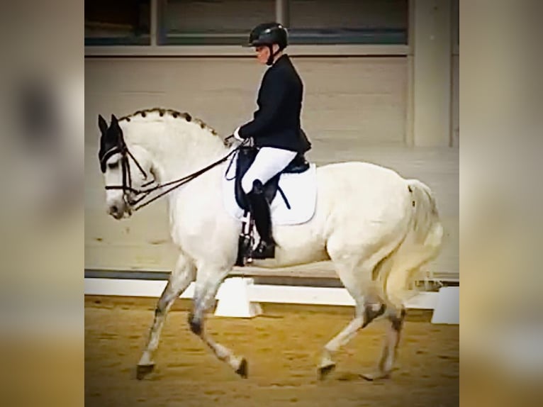 Hispano árabe Caballo castrado 14 años 165 cm Tordo rodado in Freiburg im Breisgau