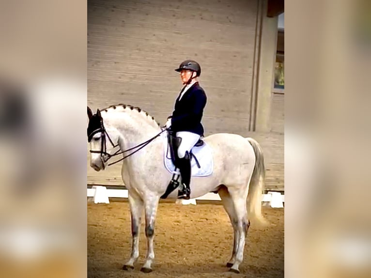 Hispano árabe Caballo castrado 14 años 165 cm Tordo rodado in Freiburg im Breisgau