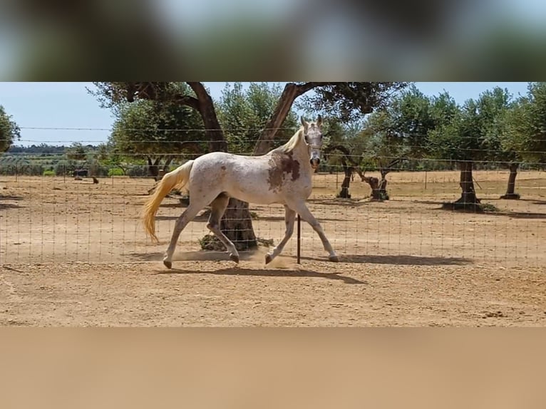 Hispano árabe Caballo castrado 15 años 158 cm Tordo picazo in Bollullos del condado