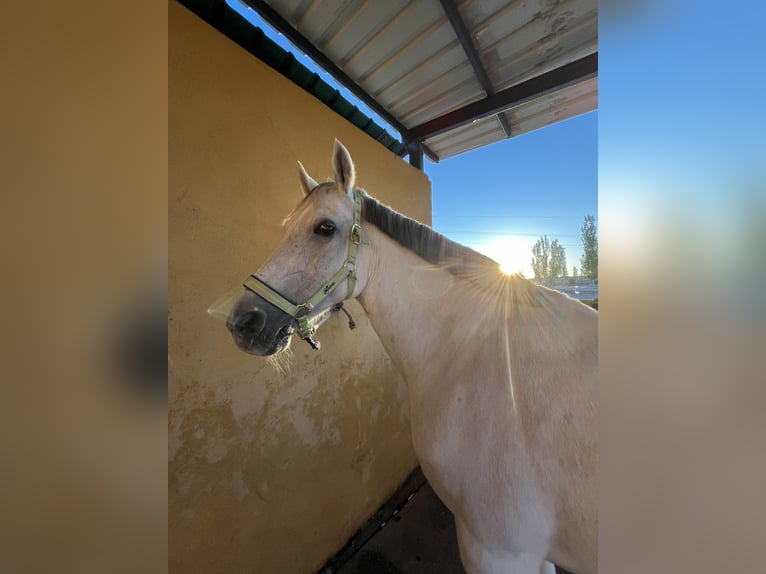 Hispano árabe Caballo castrado 15 años 169 cm Tordo in Madrid