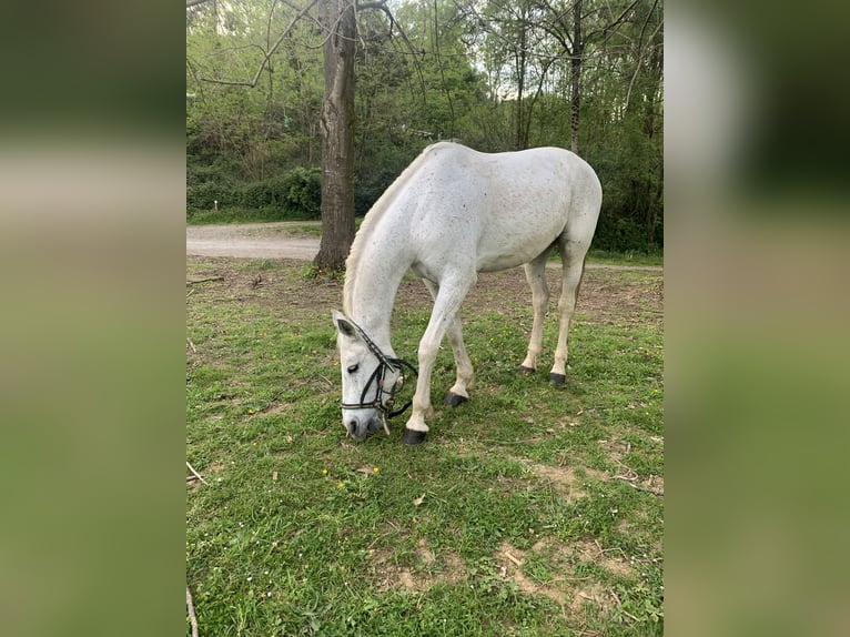 Hispano árabe Caballo castrado 15 años Tordo in Trapaga