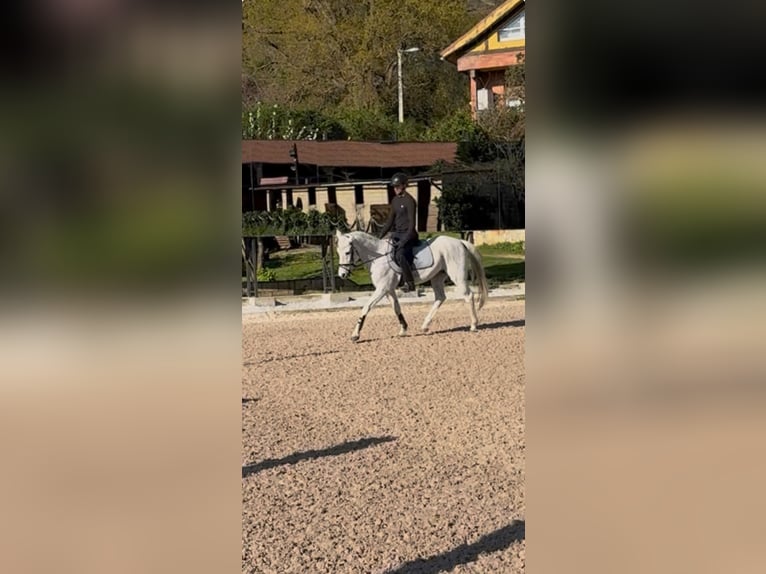 Hispano árabe Caballo castrado 15 años Tordo in Trapaga