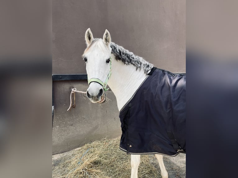 Hispano árabe Caballo castrado 16 años 169 cm Tordo in Madrid