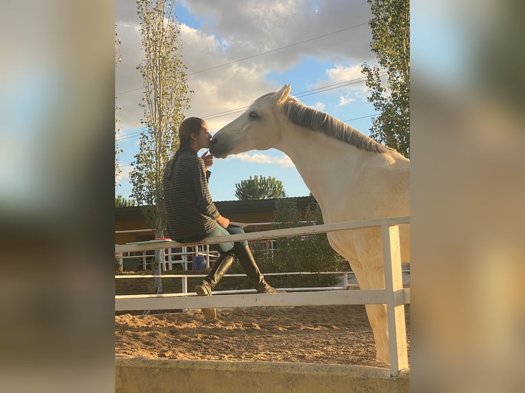 Hispano árabe Caballo castrado 16 años 169 cm Tordo in Madrid