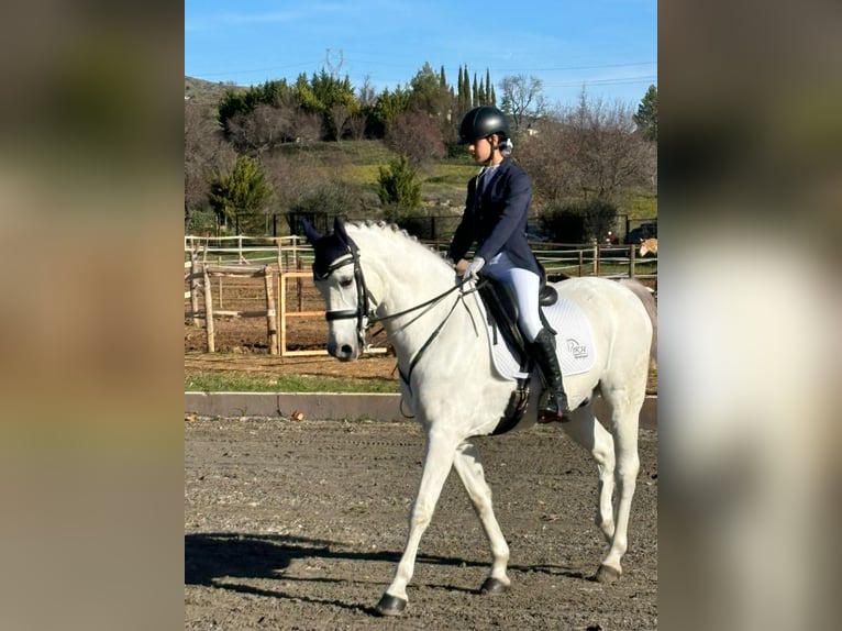 Hispano árabe Caballo castrado 16 años 169 cm Tordo in Madrid