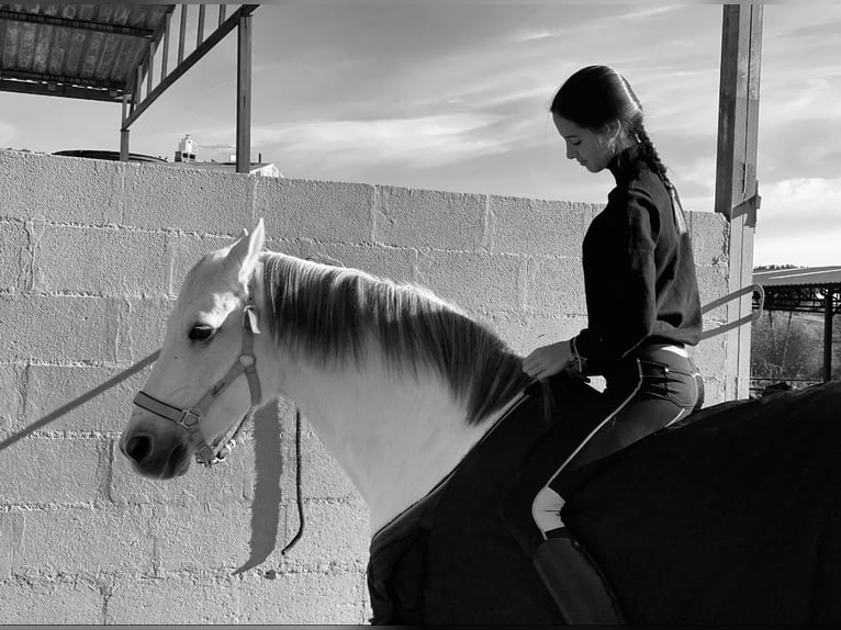 Hispano árabe Caballo castrado 16 años 169 cm Tordo in Madrid