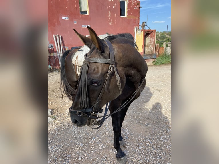 Hispano árabe Caballo castrado 18 años in Vila-Real/Villarreal