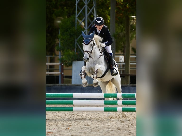 Hispano árabe Caballo castrado 19 años 148 cm Tordo in Sarral