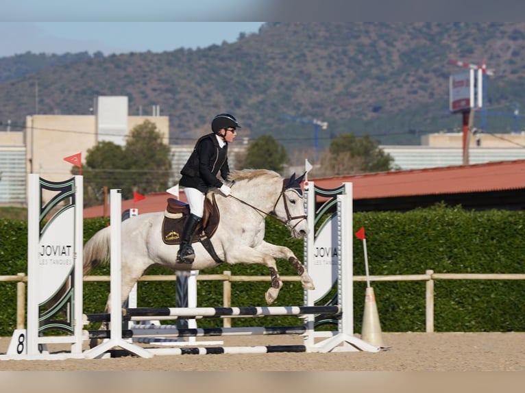 Hispano árabe Mestizo Caballo castrado 19 años 148 cm Tordo in Sarral
