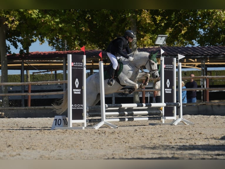 Hispano árabe Mestizo Caballo castrado 19 años 148 cm Tordo in Sarral
