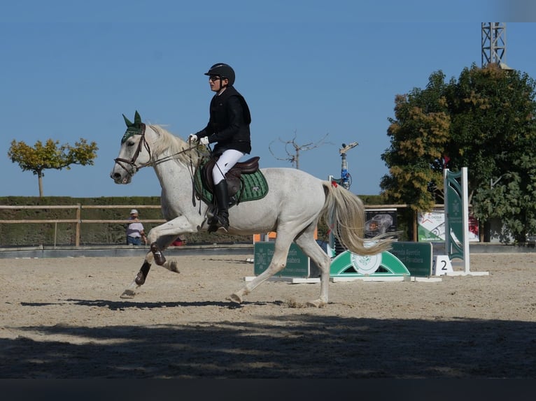 Hispano árabe Mestizo Caballo castrado 19 años 148 cm Tordo in Sarral