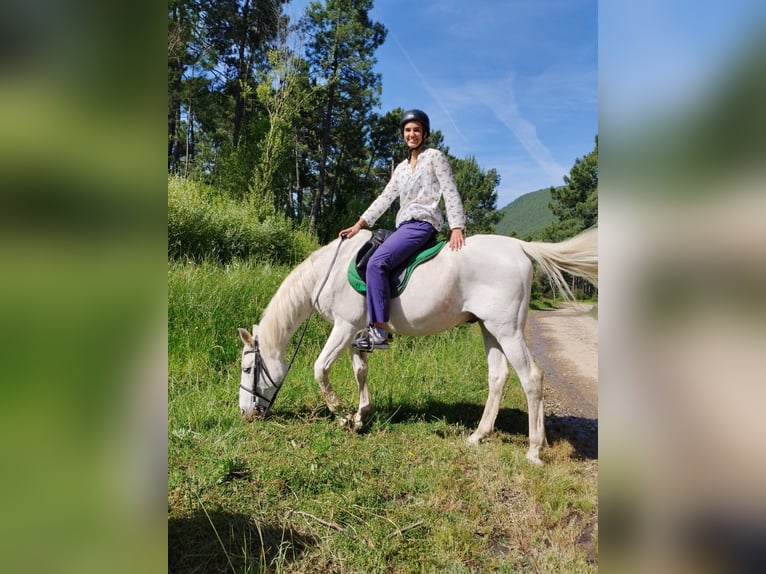 Hispano árabe Caballo castrado 22 años 165 cm Tordo in Santa Cruz Del Valle