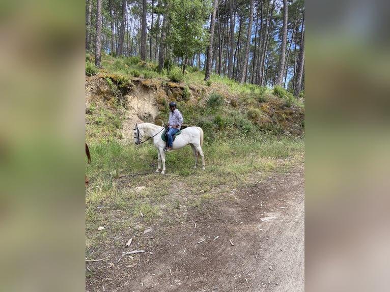 Hispano árabe Caballo castrado 22 años 165 cm Tordo in Santa Cruz Del Valle