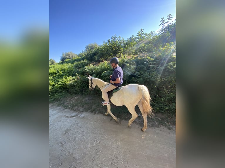 Hispano árabe Caballo castrado 22 años 165 cm Tordo in Santa Cruz Del Valle