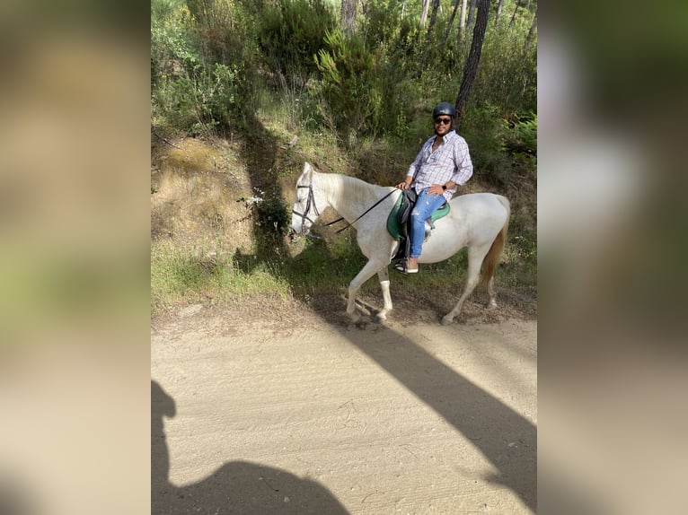 Hispano árabe Caballo castrado 22 años 165 cm Tordo in Santa Cruz Del Valle