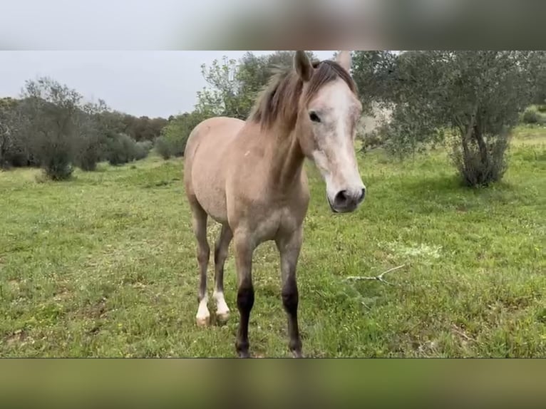 Hispano árabe Caballo castrado 2 años 157 cm Tordo picazo in Barcarrota