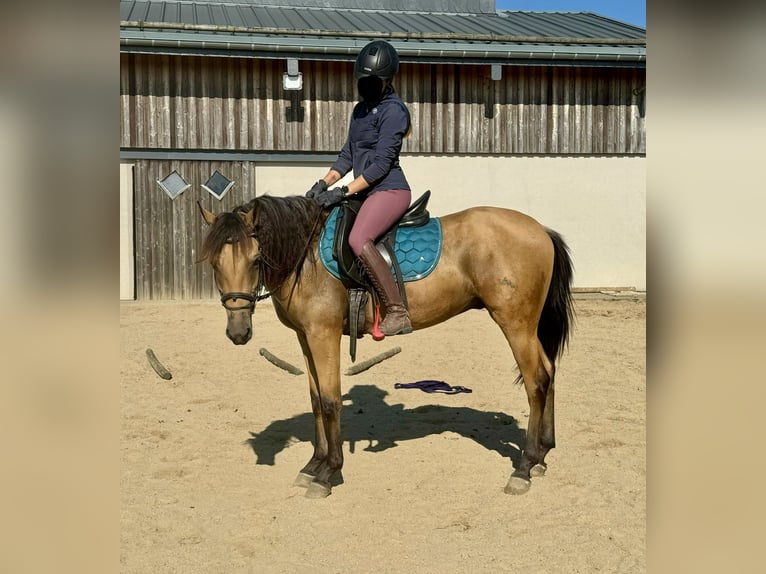 Hispano árabe Caballo castrado 4 años 150 cm Buckskin/Bayo in Daleiden