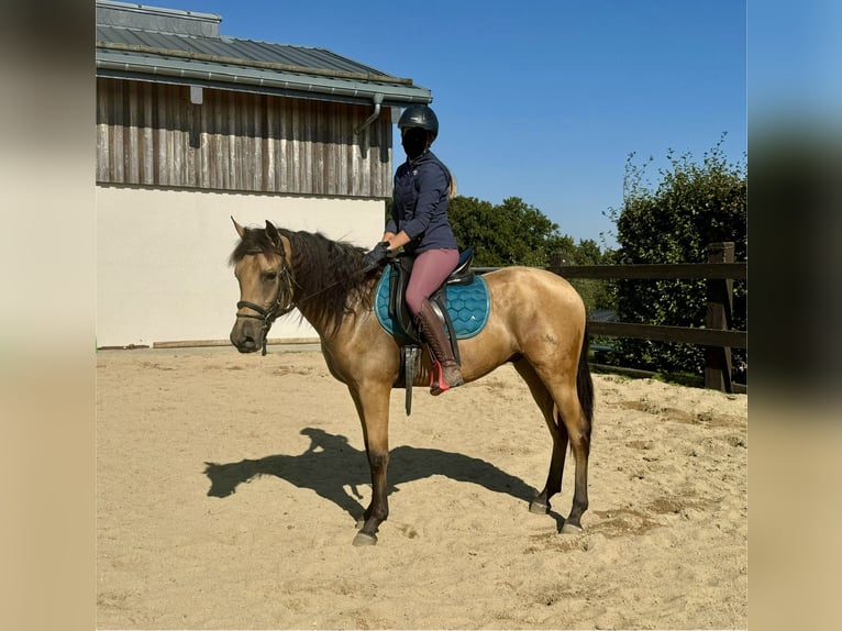 Hispano árabe Caballo castrado 4 años 150 cm Buckskin/Bayo in Daleiden