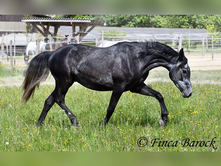 Hispano árabe Caballo castrado 4 años 150 cm Tordo in Wiebelsheim