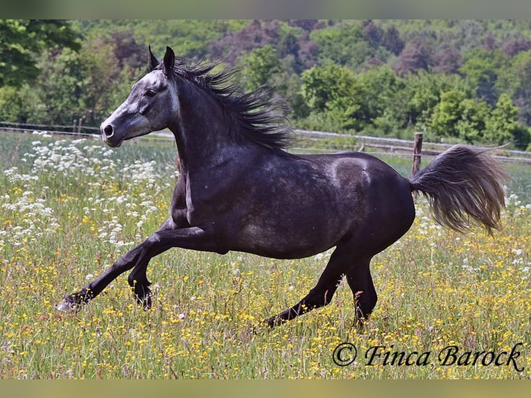 Hispano árabe Caballo castrado 4 años 150 cm Tordo in Wiebelsheim