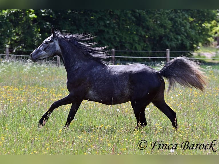 Hispano árabe Caballo castrado 4 años 150 cm Tordo in Wiebelsheim