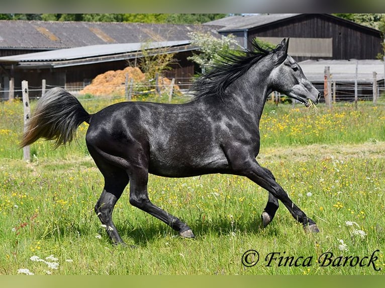 Hispano árabe Caballo castrado 4 años 150 cm Tordo in Wiebelsheim