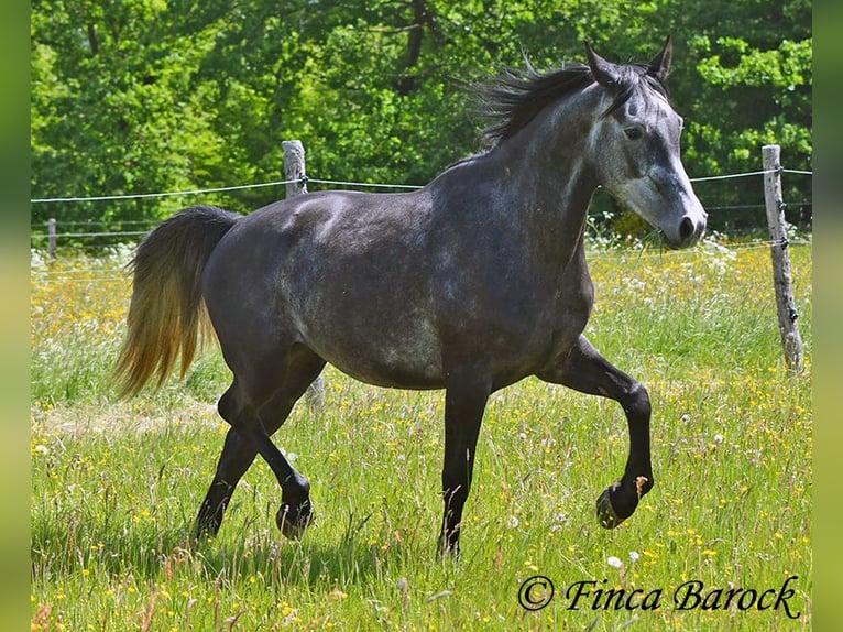 Hispano árabe Caballo castrado 4 años 150 cm Tordo in Wiebelsheim