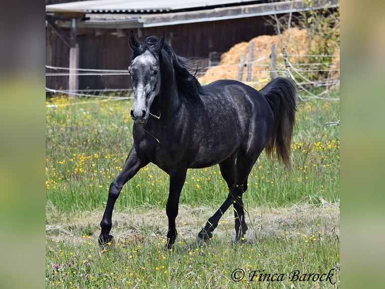 Hispano árabe Caballo castrado 4 años 150 cm Tordo in Wiebelsheim