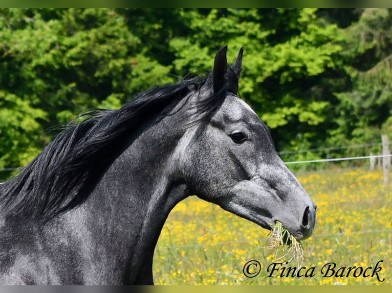 Hispano árabe Caballo castrado 4 años 150 cm Tordo in Wiebelsheim