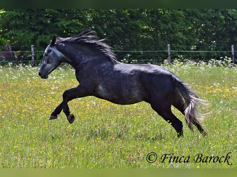 Hispano árabe Caballo castrado 4 años 150 cm Tordo in Wiebelsheim