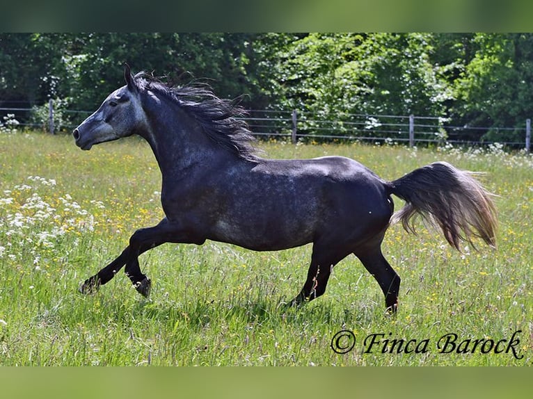 Hispano árabe Caballo castrado 4 años 150 cm Tordo in Wiebelsheim