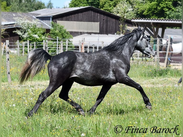 Hispano árabe Caballo castrado 4 años 150 cm Tordo in Wiebelsheim