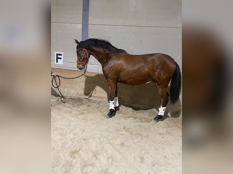 Hispano árabe Caballo castrado 4 años 155 cm Castaño in El Barco De Avila