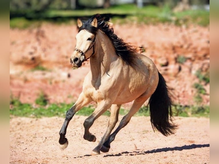 Hispano árabe Caballo castrado 4 años 161 cm Buckskin/Bayo in Valencia