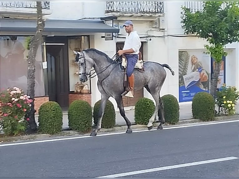 Hispano árabe Caballo castrado 4 años 167 cm Tordo in Valencia de Alcántara