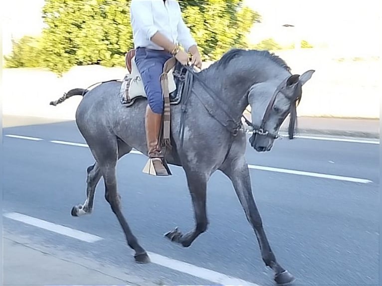 Hispano árabe Caballo castrado 4 años 167 cm Tordo in Valencia de Alcántara