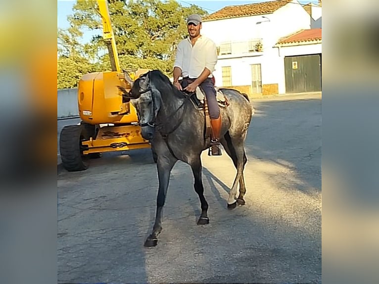 Hispano árabe Caballo castrado 4 años 167 cm Tordo in Valencia de Alcántara