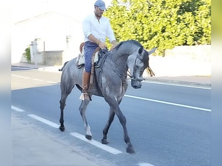 Hispano árabe Caballo castrado 4 años 167 cm Tordo in Valencia de Alcántara