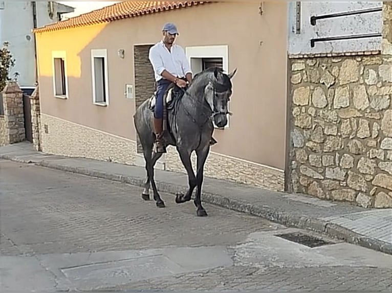 Hispano árabe Caballo castrado 4 años 167 cm Tordo in Valencia de Alcántara