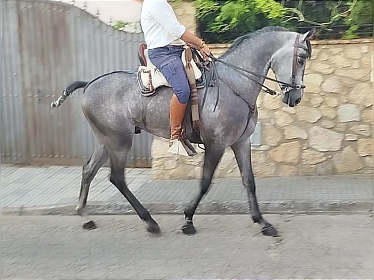 Hispano árabe Caballo castrado 4 años 167 cm Tordo in Valencia de Alcántara