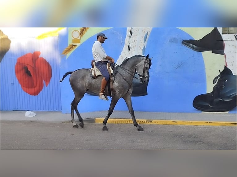 Hispano árabe Caballo castrado 4 años 167 cm Tordo in Valencia de Alcántara