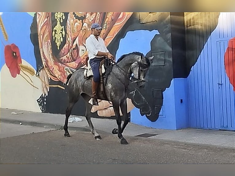 Hispano árabe Caballo castrado 4 años 167 cm Tordo in Valencia de Alcántara