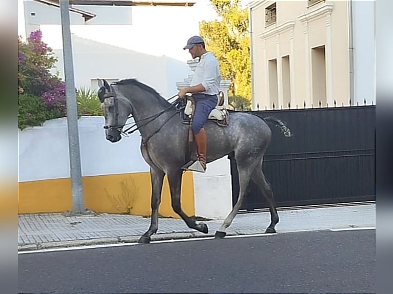 Hispano árabe Caballo castrado 4 años 167 cm Tordo in Valencia de Alcántara