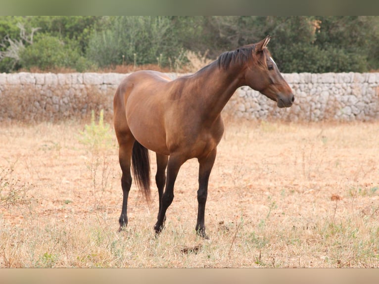 Hispano árabe Mestizo Caballo castrado 5 años 153 cm Castaño in Sencelles