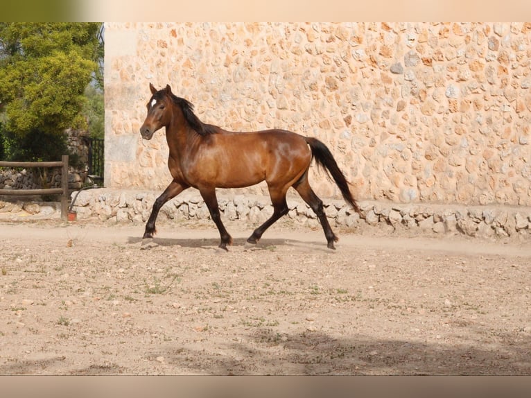 Hispano árabe Mestizo Caballo castrado 5 años 153 cm Castaño in Sencelles