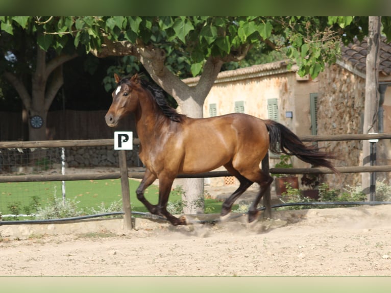 Hispano árabe Mestizo Caballo castrado 5 años 153 cm Castaño in Sencelles