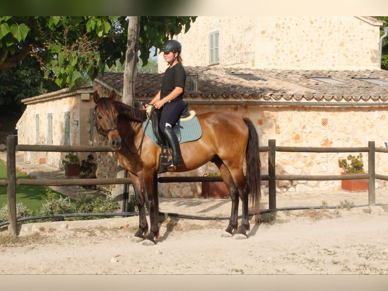 Hispano árabe Mestizo Caballo castrado 5 años 153 cm Castaño in Sencelles
