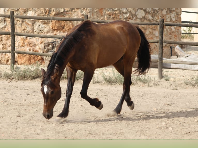 Hispano árabe Mestizo Caballo castrado 5 años 153 cm Castaño in Sencelles