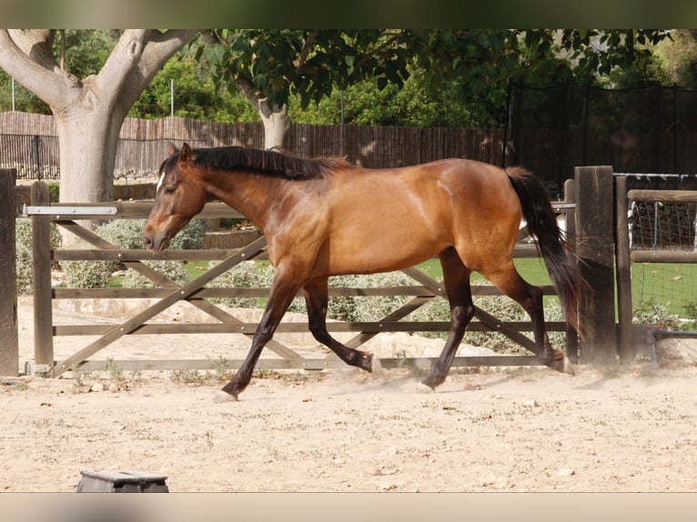 Hispano árabe Mestizo Caballo castrado 5 años 153 cm Castaño in Sencelles